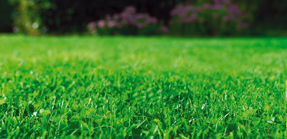 DLF Turfline EasyGreen Microclower