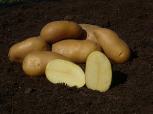 Sadbové zemiaky Colette C1, 5 kg