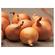 Cibuľa sadzačka šalotka Golden Gourmet 20 - 45 mm, 250 g - Foto0